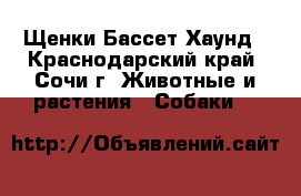 Щенки Бассет Хаунд - Краснодарский край, Сочи г. Животные и растения » Собаки   